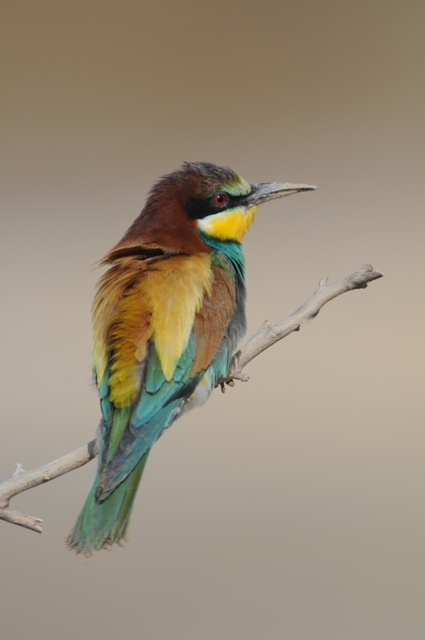 A prominently-perched European Bee-eater